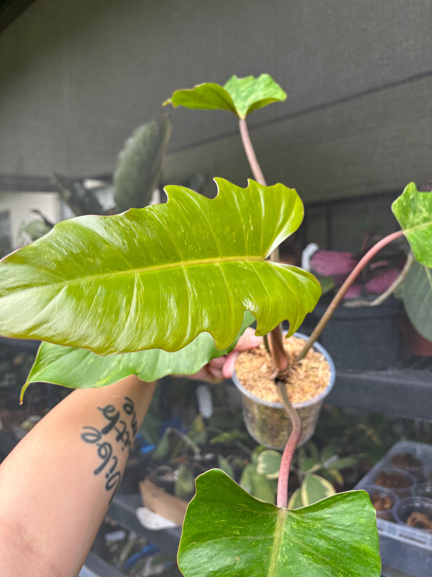 4” Philodendron Caramel Marble Mutation