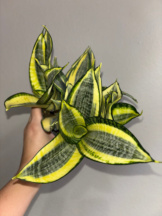 4” Sanseveria Sunny Star