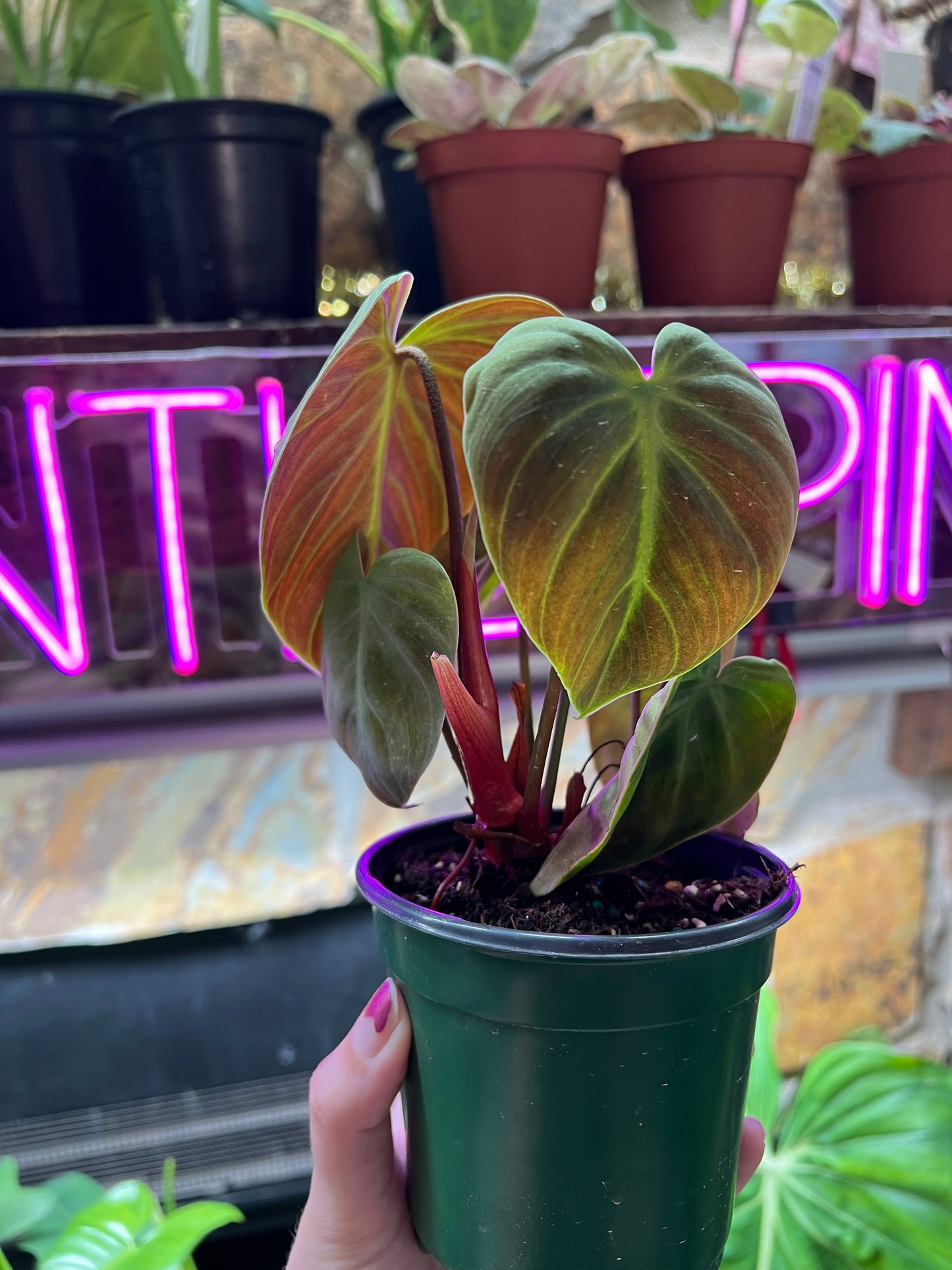 4” Philodendron El Choco Red