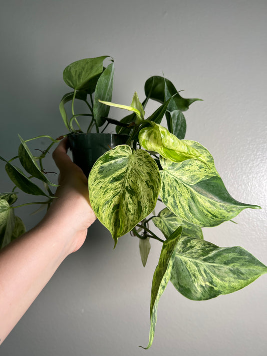 4” Variegated Heartleaf Philodendron