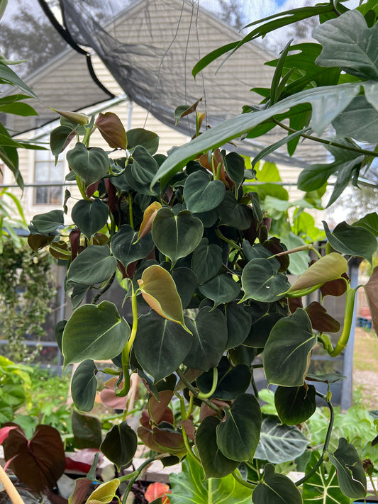 8” Philodendron Lupinum Hanging Basket