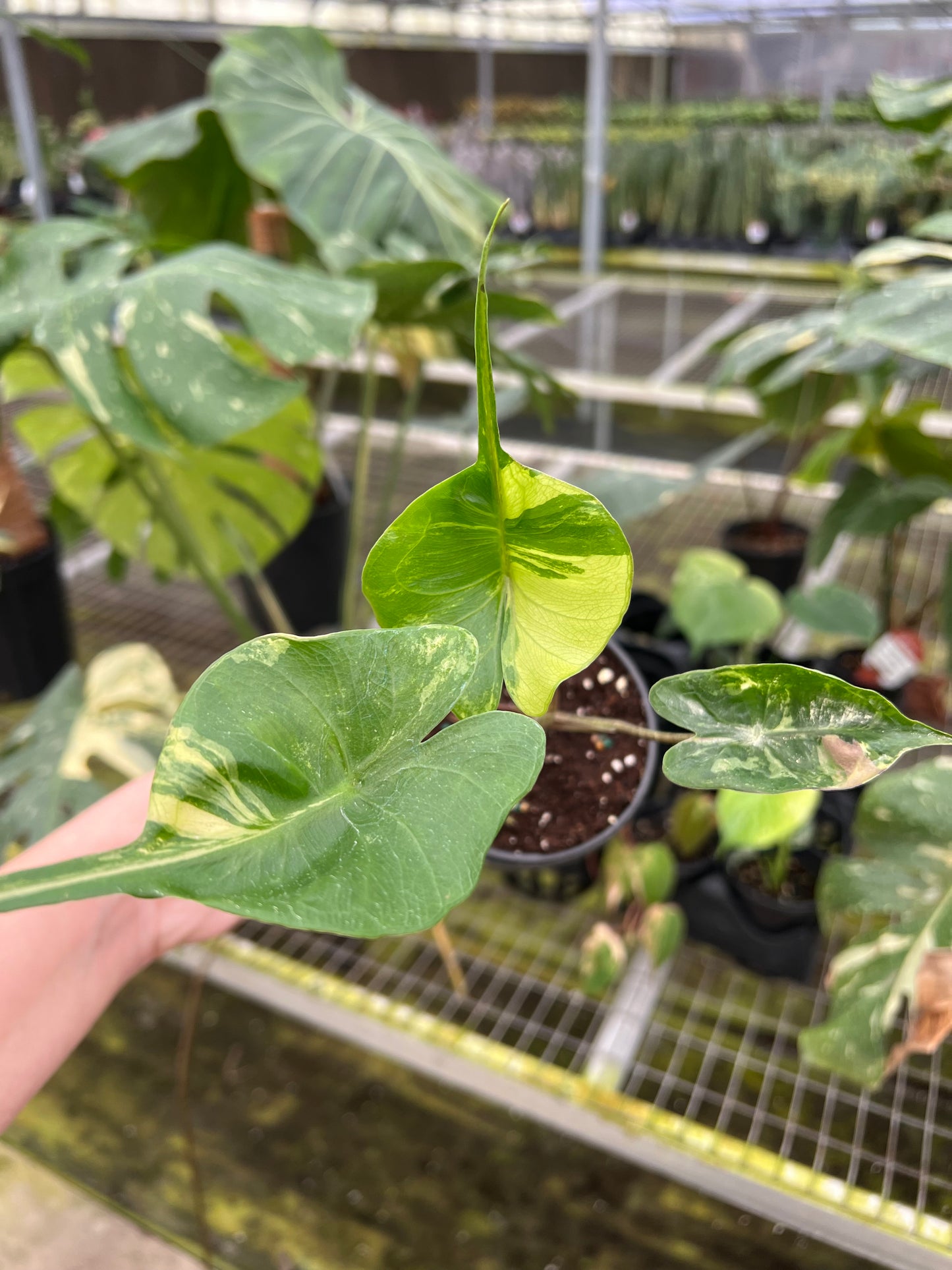 4” Alocasia Stingray Albo