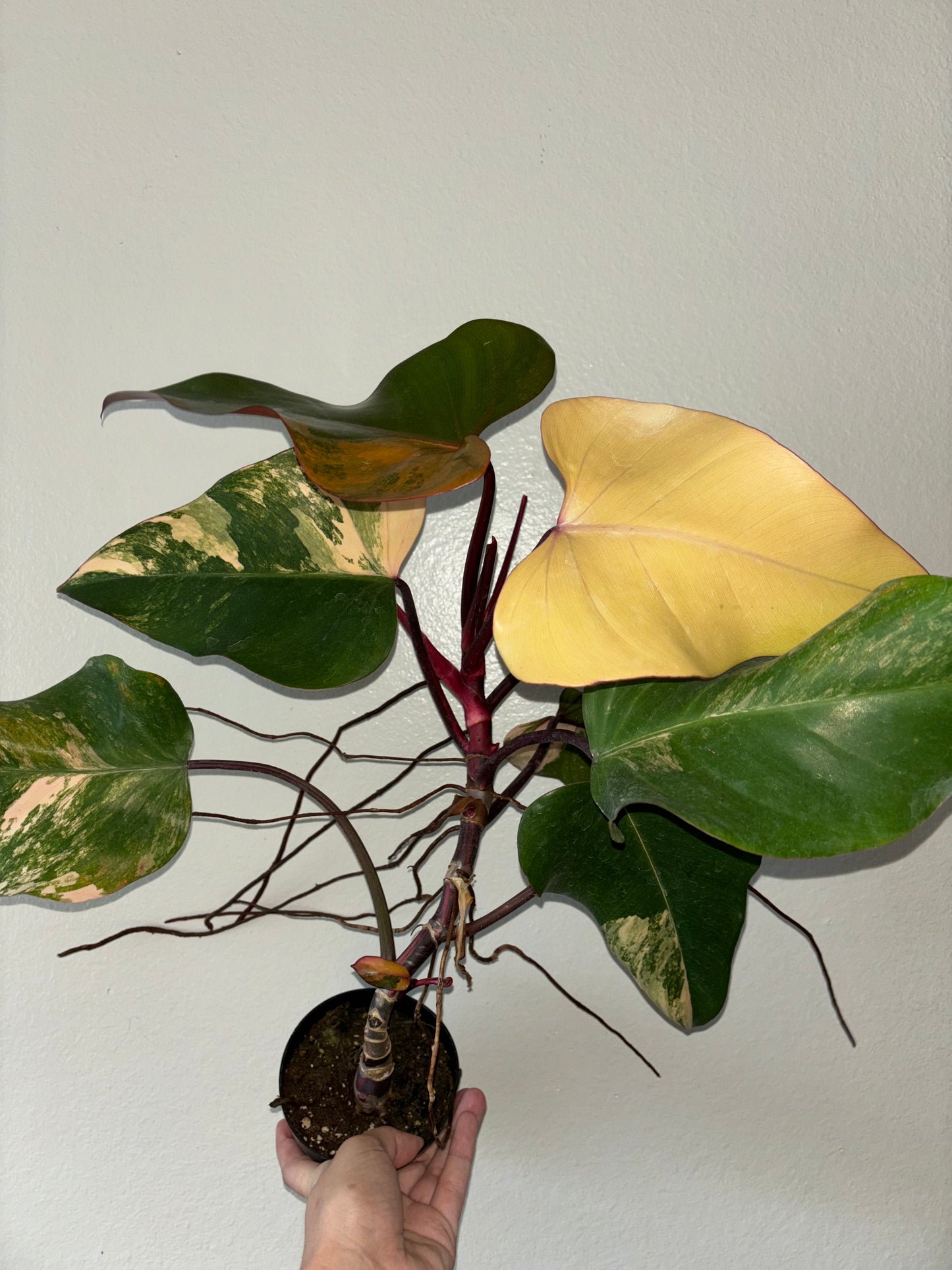 4” Philodendron Strawberry Shake (A)