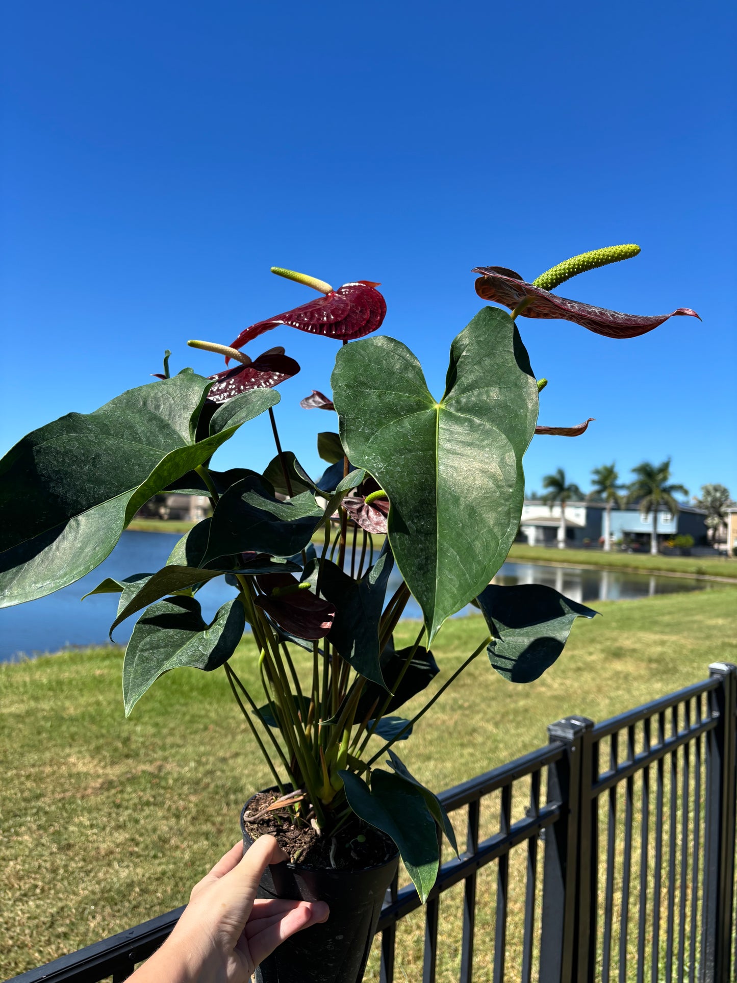 6” Anthurium Essencia