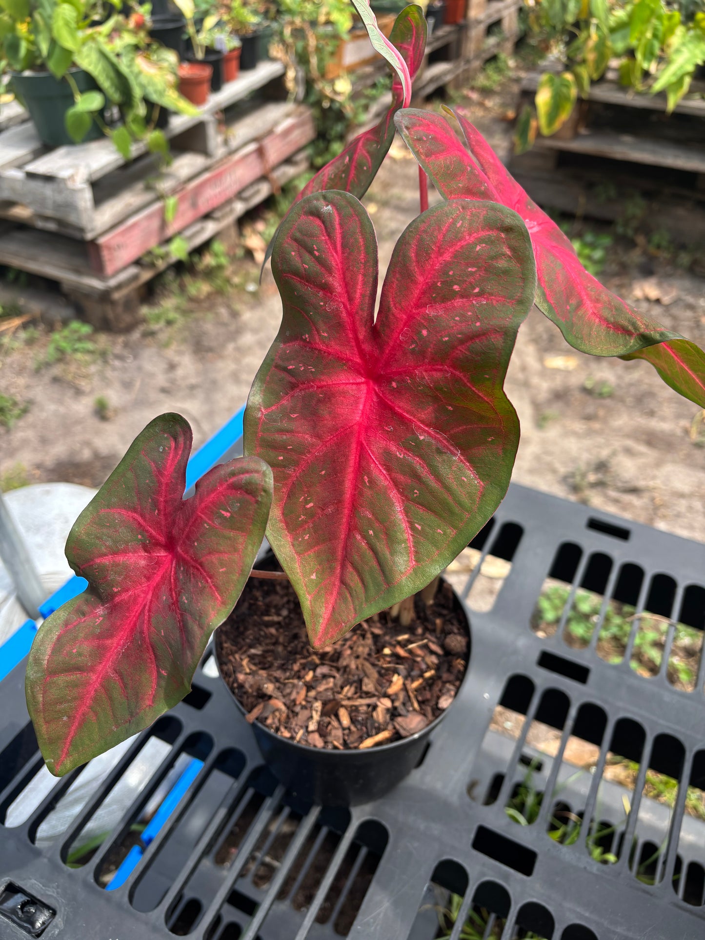 6” Caladium Red Flash