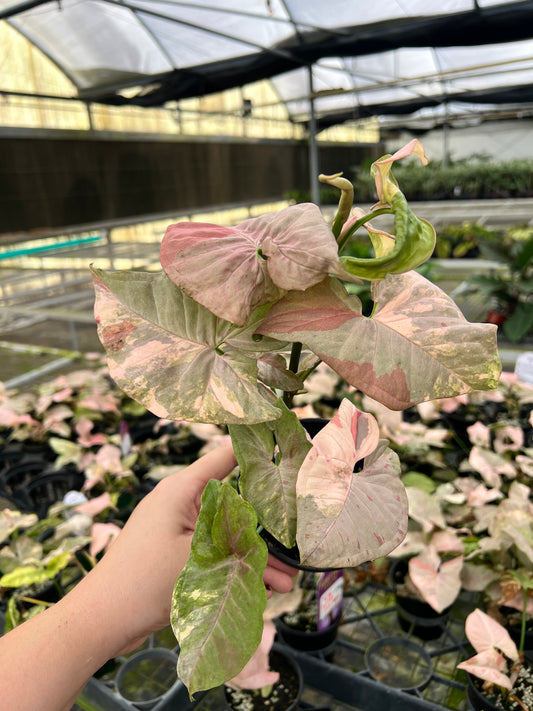 4” Syngonium Double Pink Variegated