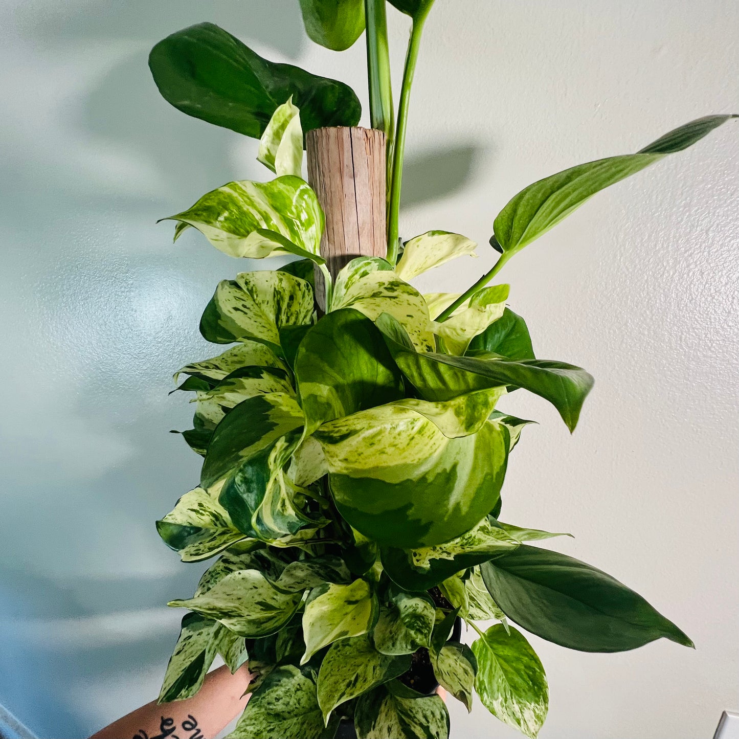 8” Manjula Pothos Totem