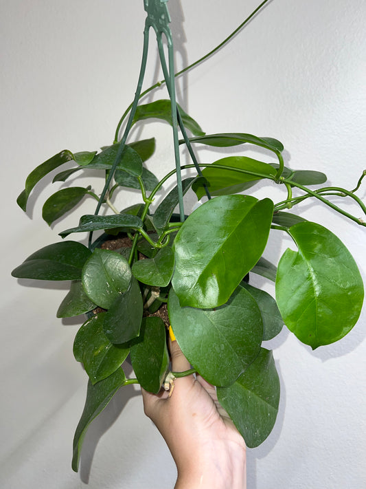8” Hoya Australis Large Leaf Hanging Basket