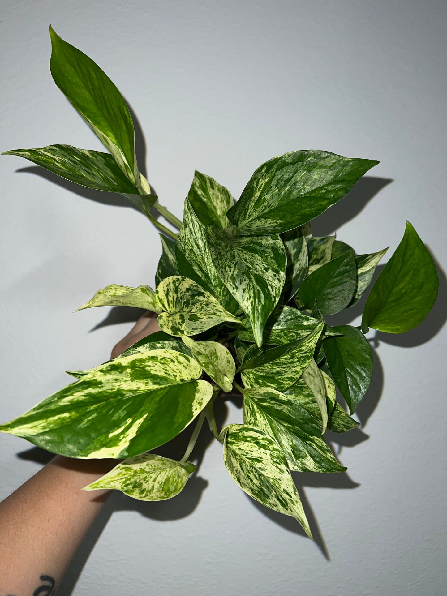 4" Epipremnum Aureum 'Marble Queen'