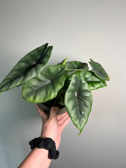 6” Alocasia Reversa