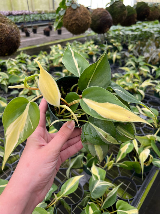 4" Philodendron Silver Stripe