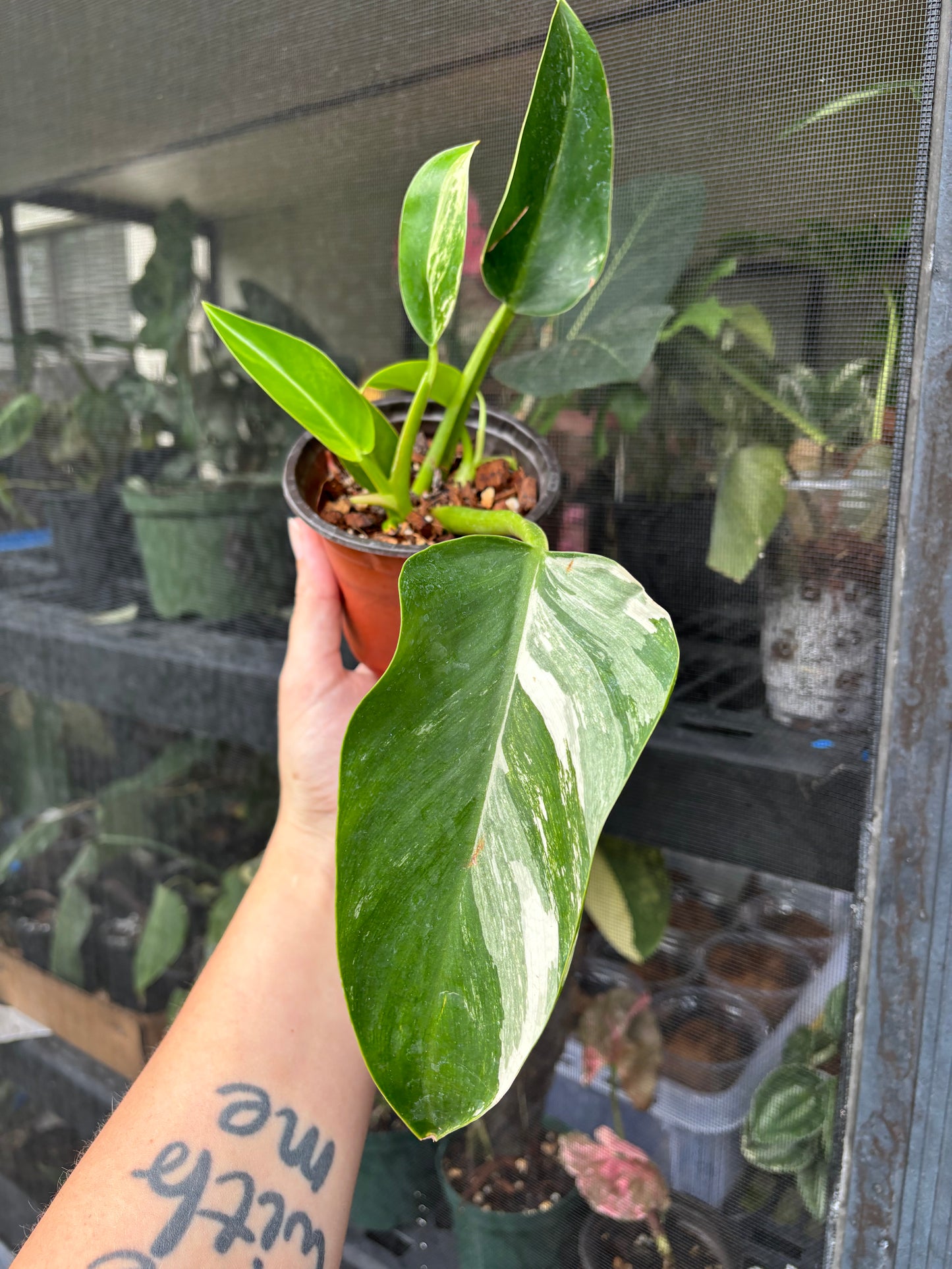 4” Variegated Philodendron Green Congo Hybrid