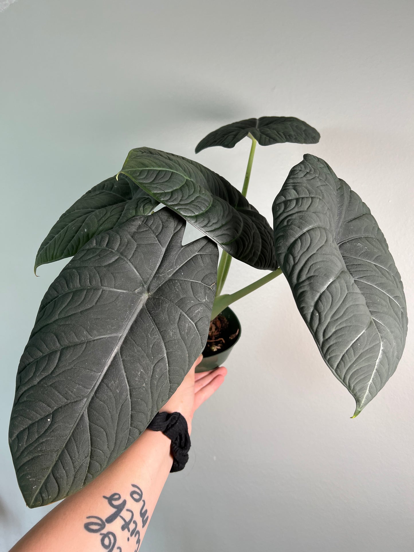 6” Alocasia Maharani