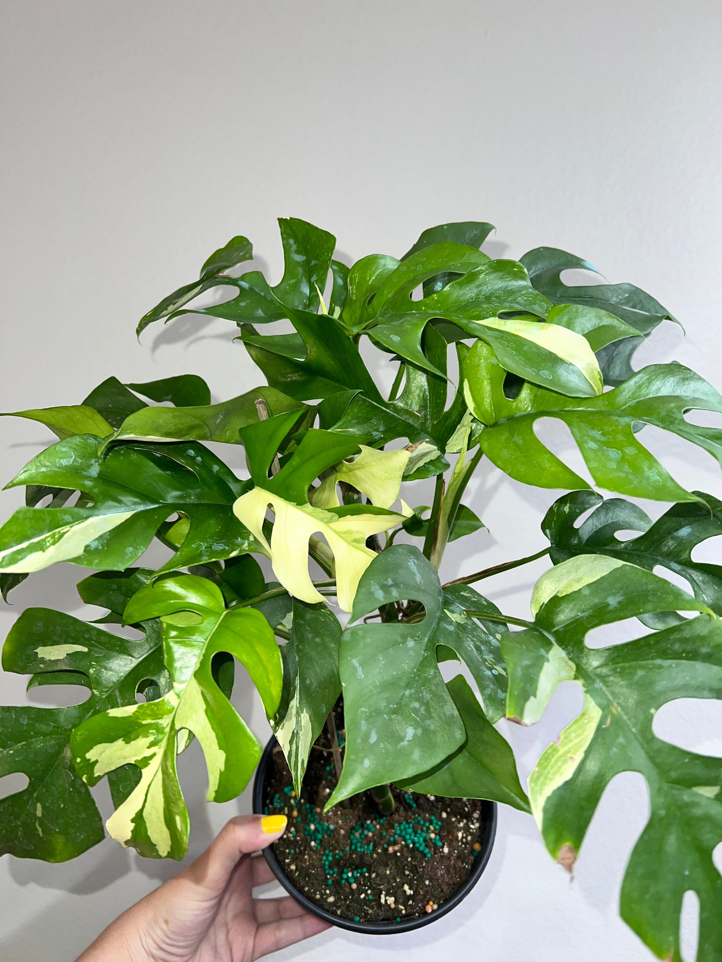6” Rhapidophora Tetrasperma Albo (Mini Monstera)
