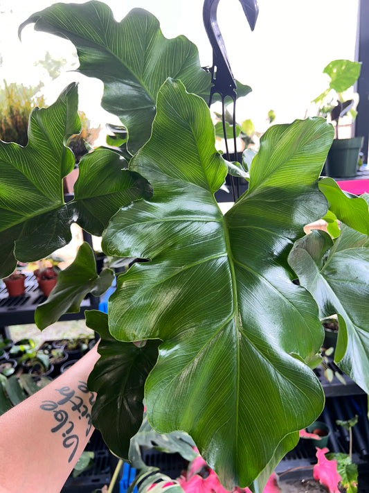 8” Philodendron Revolution Hanging Basket