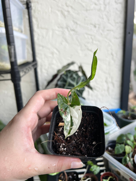2” Syngonium Albo