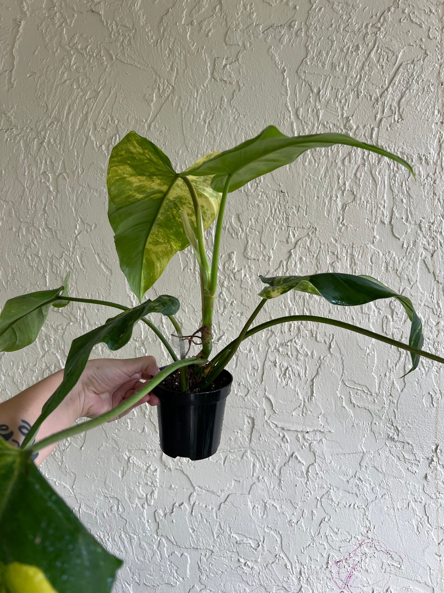 4” Philodendron Domesticum (A)