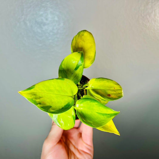 3” Neon Global Pothos