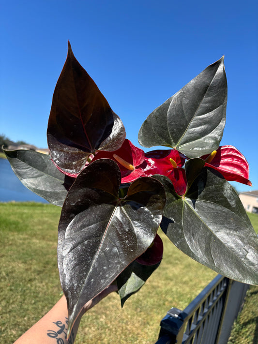 6” Anthurium Minima