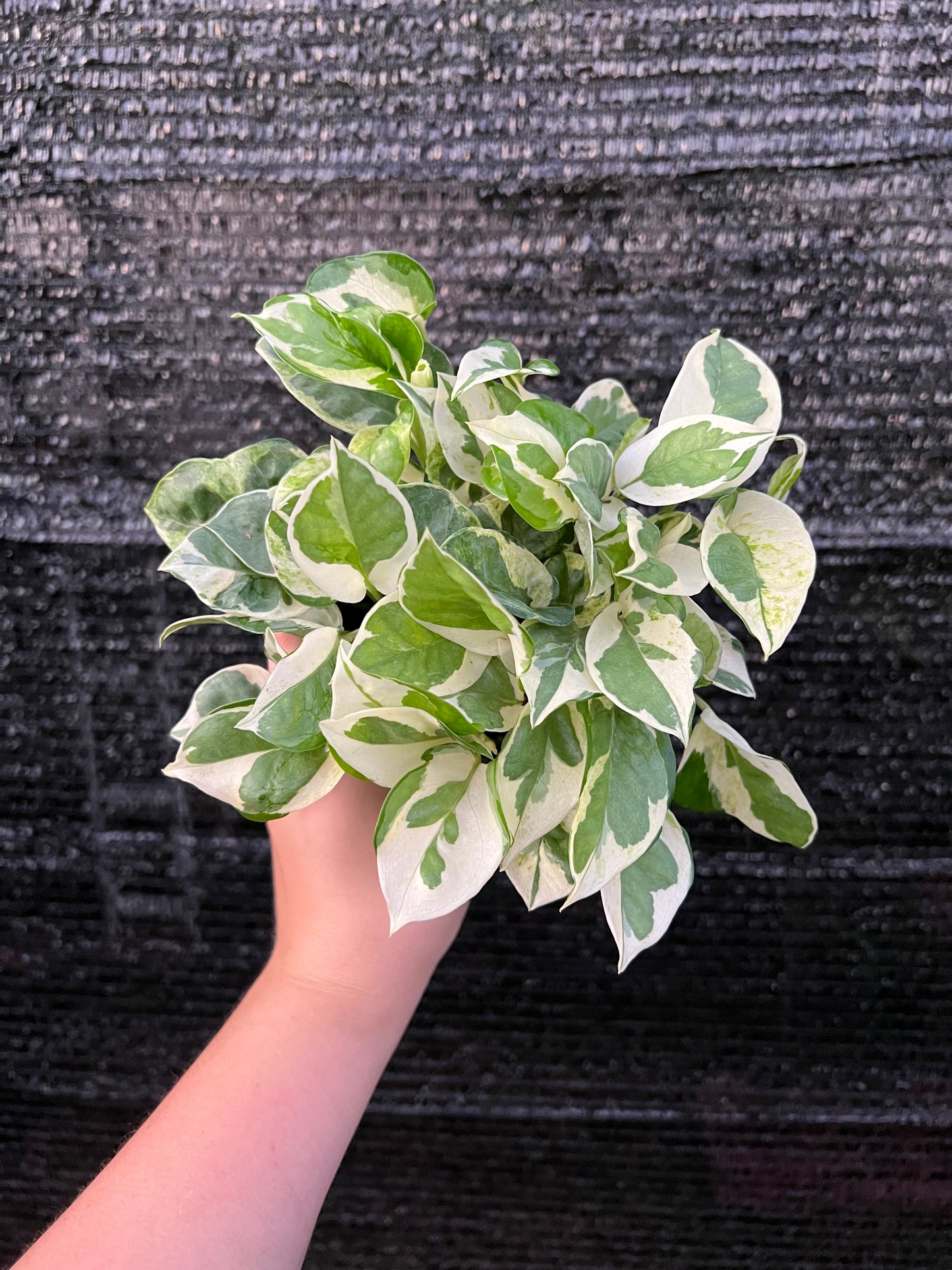 4” Epipremnum ‘Pearls n Jade’