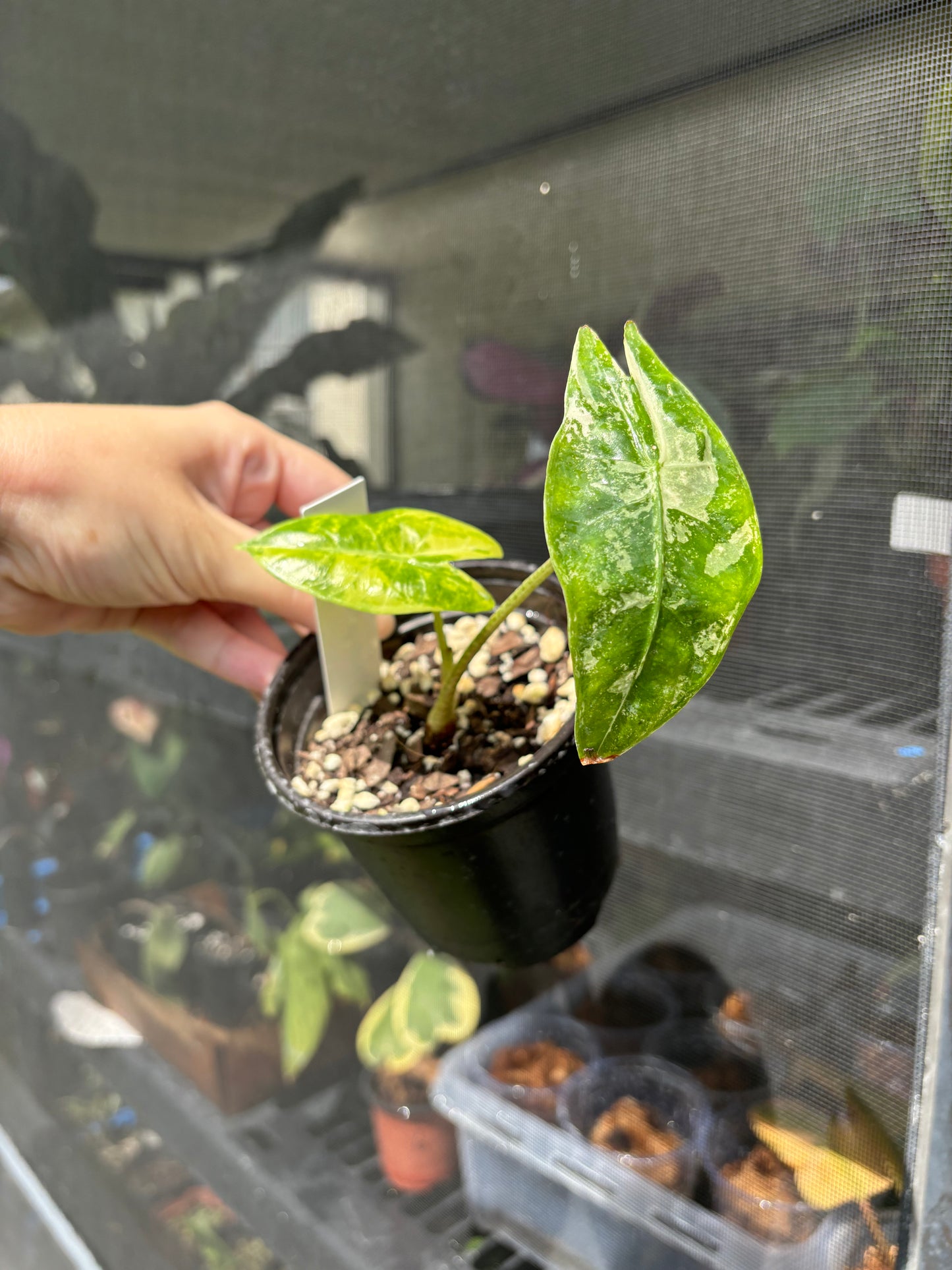 4” Alocasia Longiloba Albo