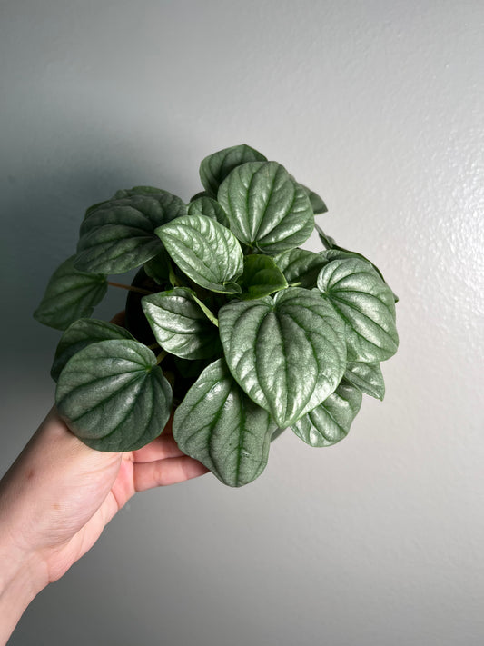 6” Peperomia Frost