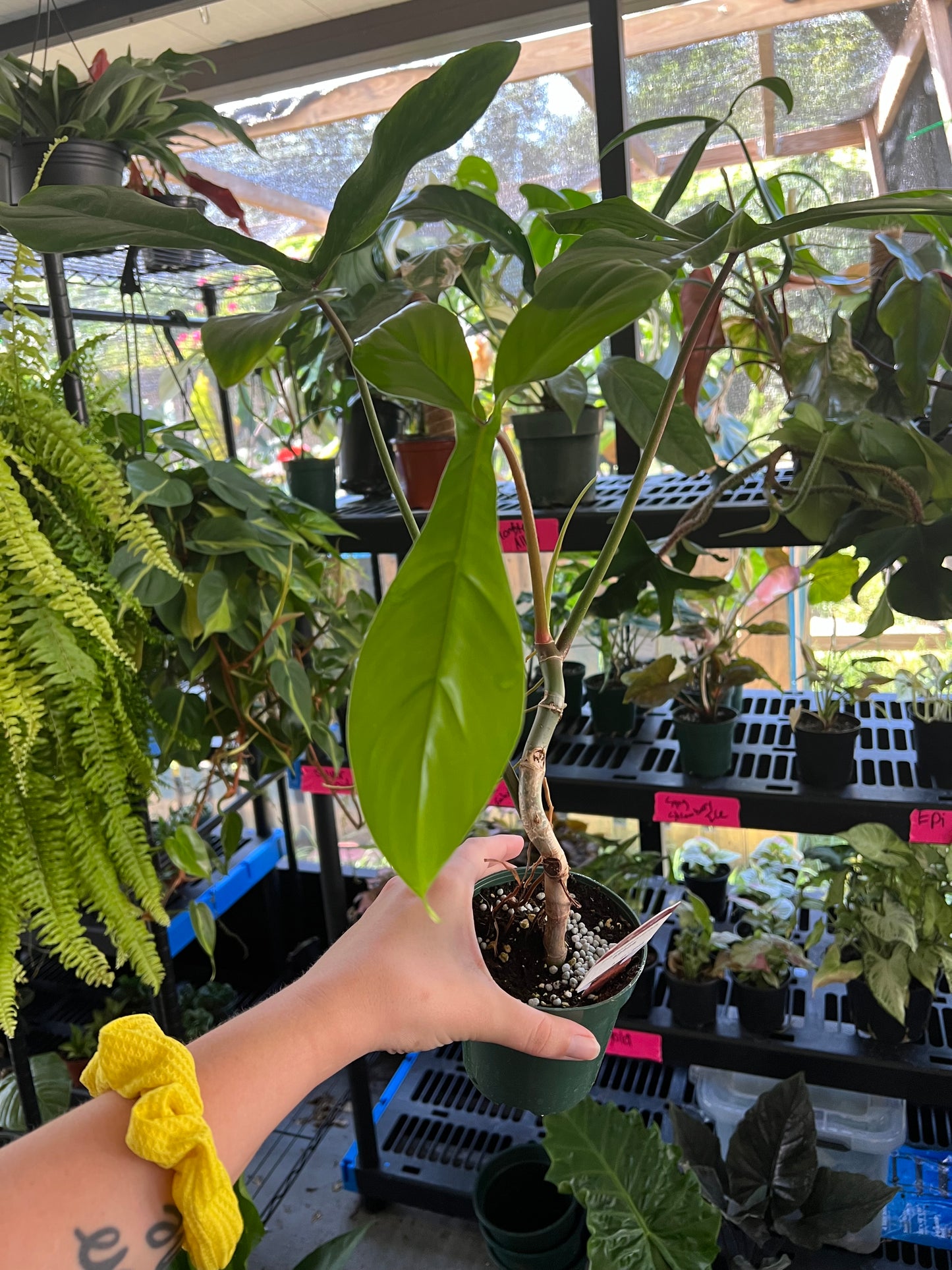 4” Philodendron 69686