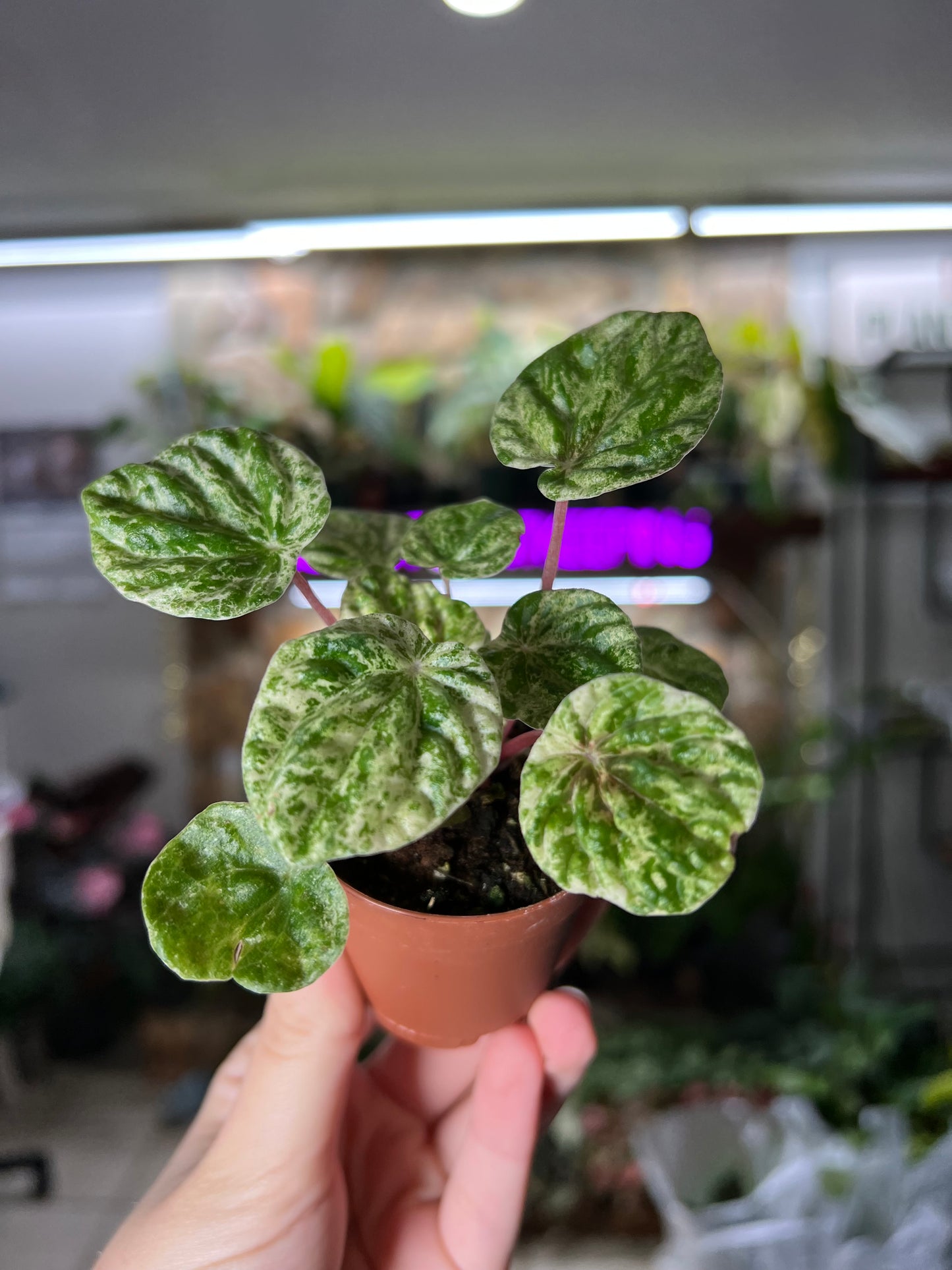 2” Peperomia Freckles