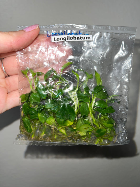 TISSUE CULTURE PACK: Philodendron Longilobatum 10 Pack