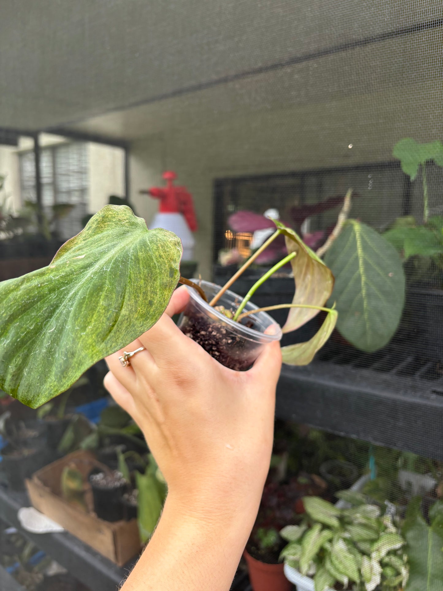 Philodendron Micans Mint Rooted #1