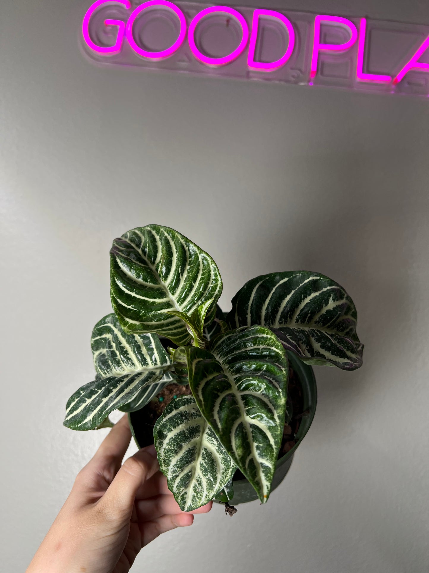 6” Zebra Plant