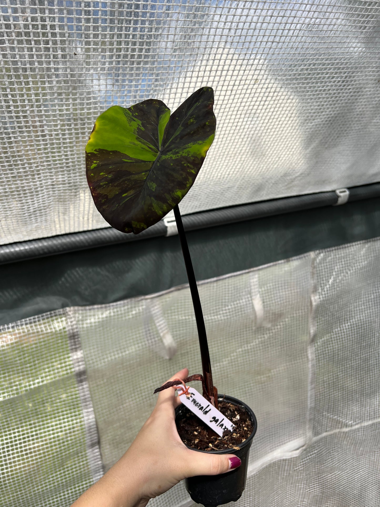 4” Colocasia Emerald Galaxy