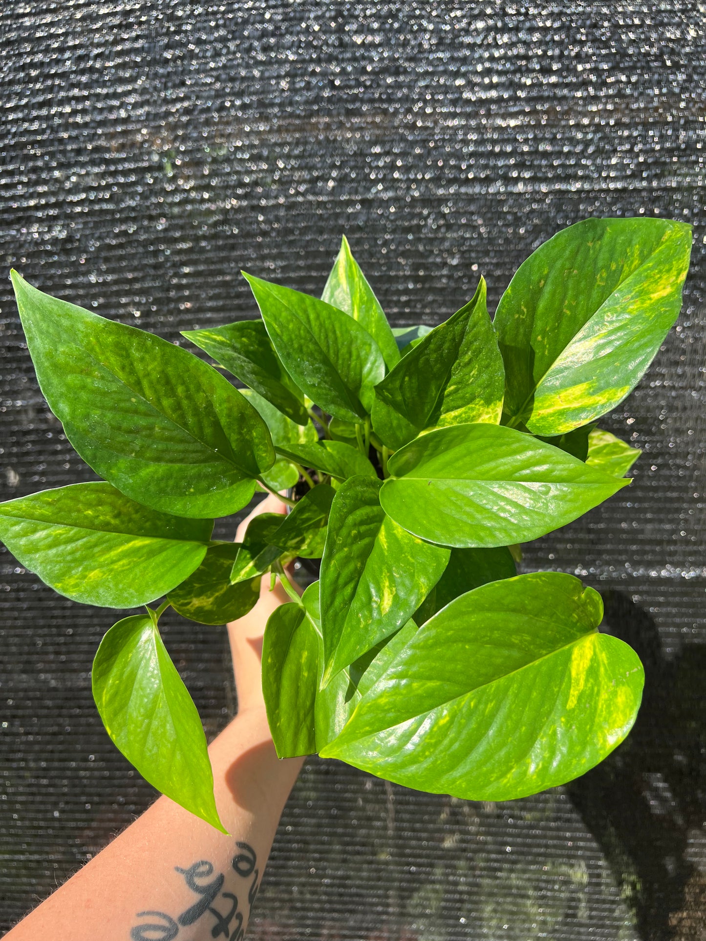 4” Golden Pothos (Epipremnum Aureum)