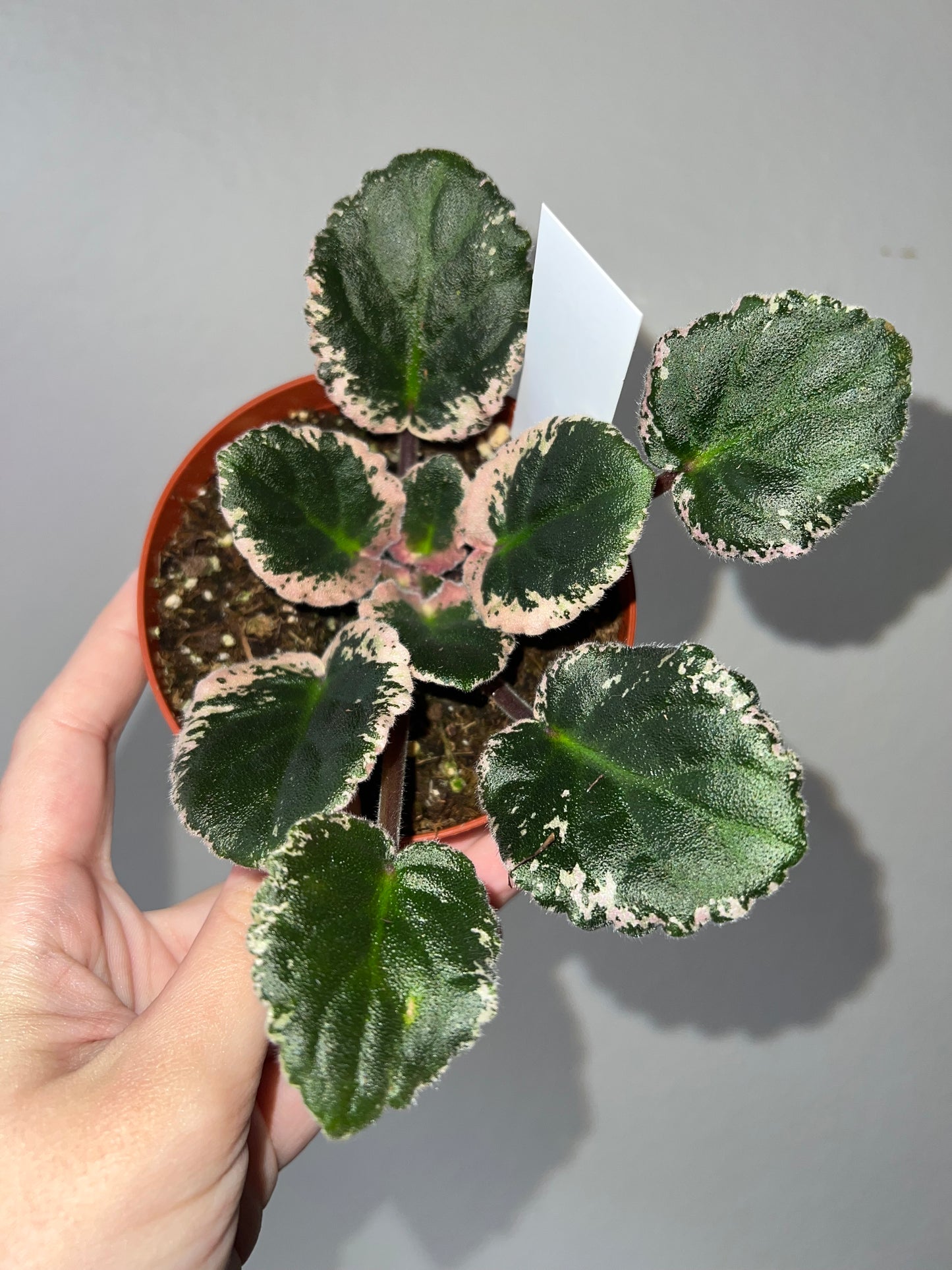 4” African Violet ‘Apache Redcoats’