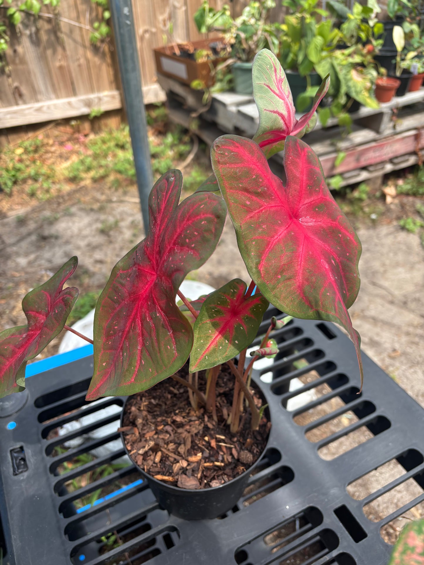 6” Caladium Red Flash