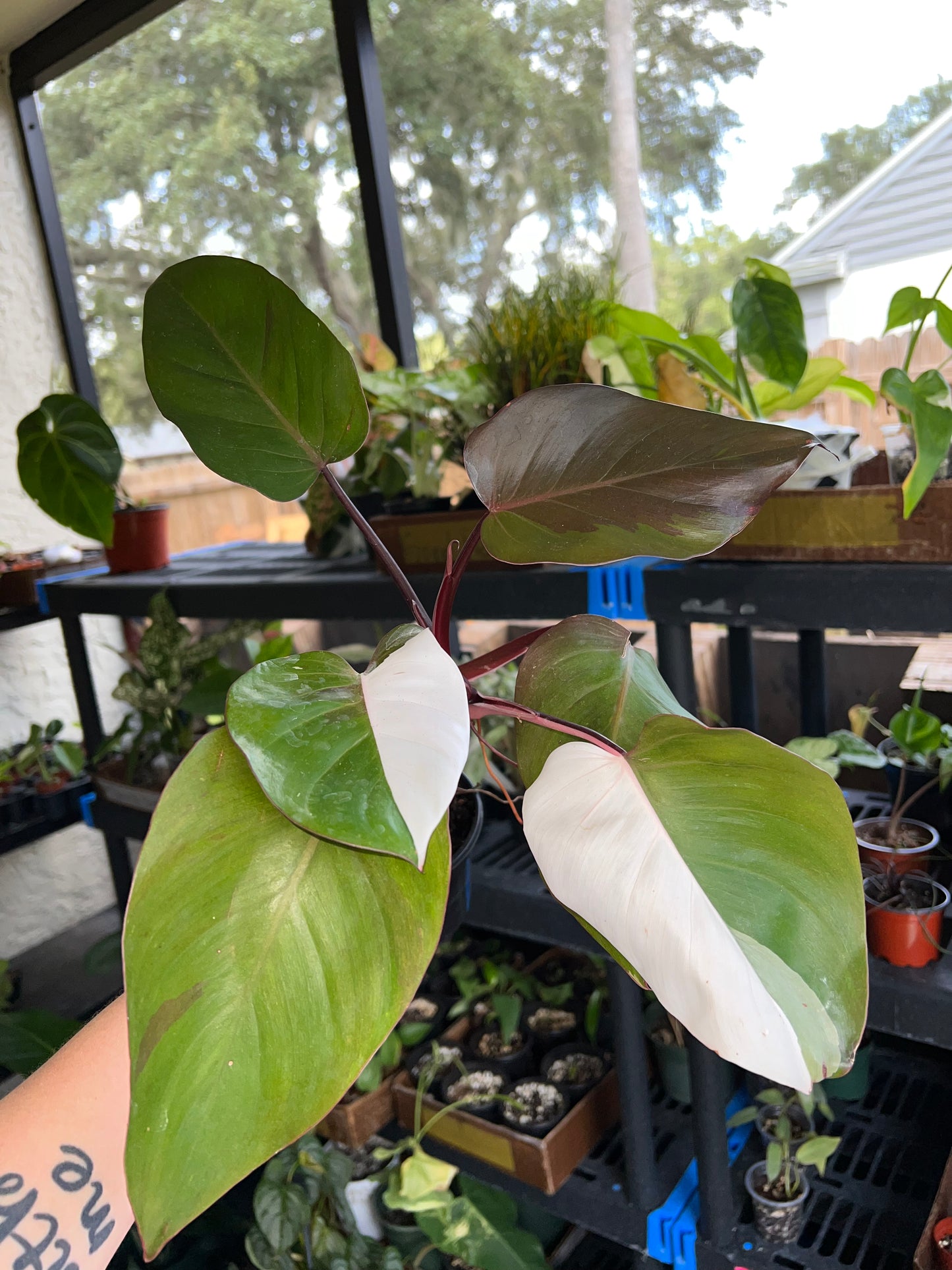 4” Philodendron Red Anderson