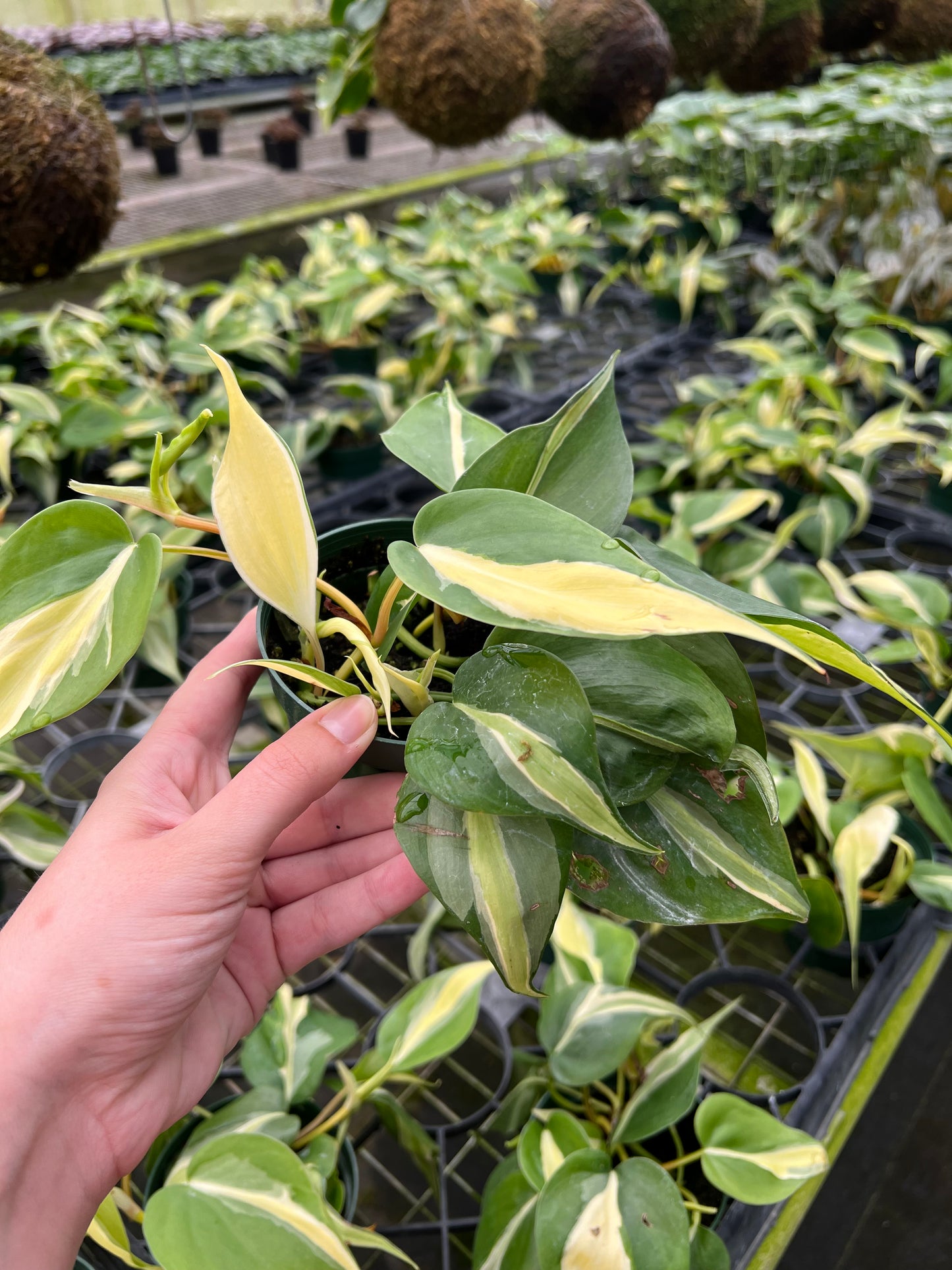 4" Philodendron Silver Stripe