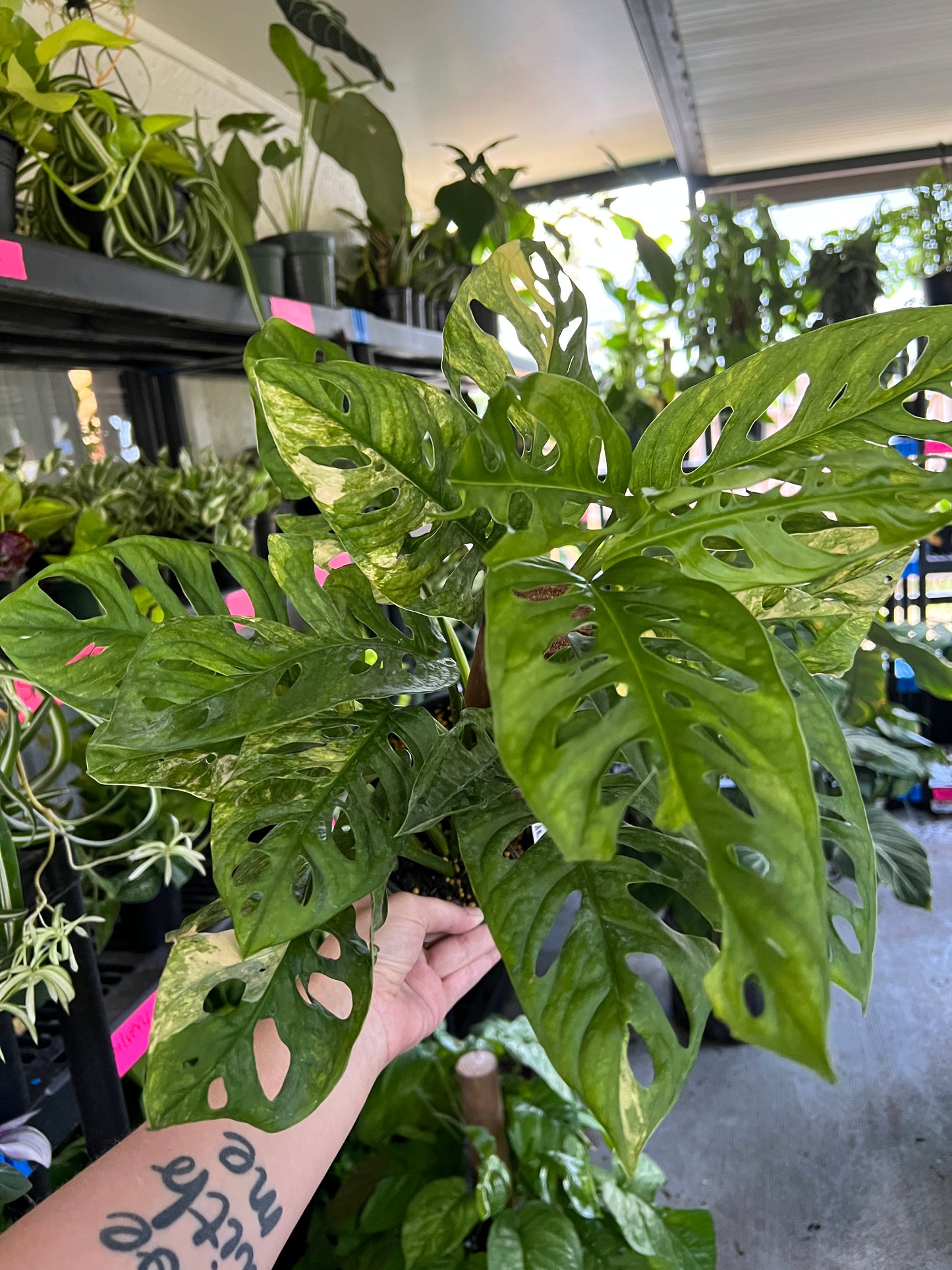 6” Variegated Monstera Adansonii Totem