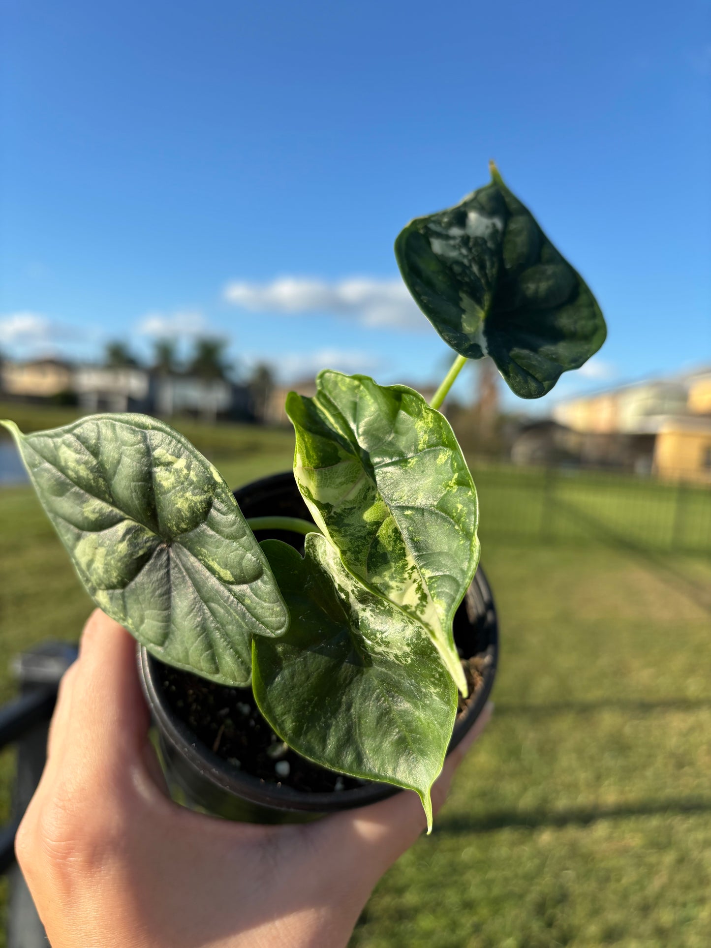 4” Alocasia Dragon Scale Albo