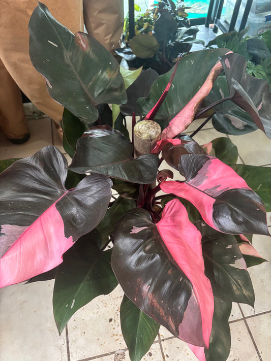 8” Philodendron Pink Princess Totem