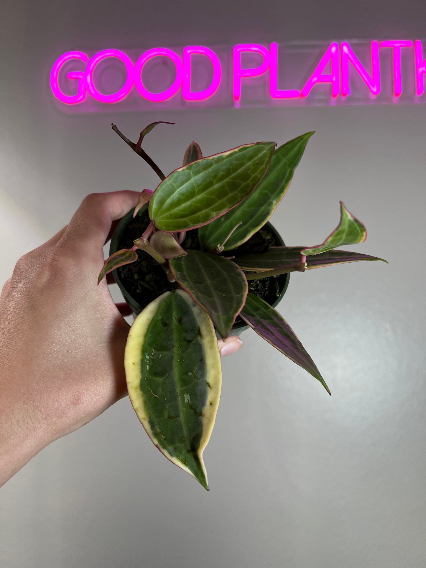 4” Hoya Macrophylla Outer Variegated