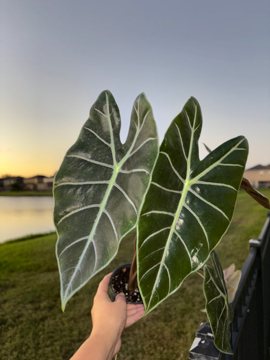 CORM: Alocasia Longiloba Purple