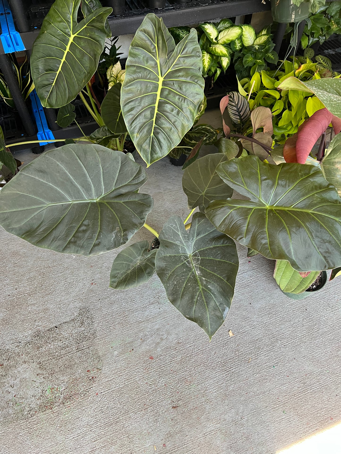 6” Alocasia Regal Shield