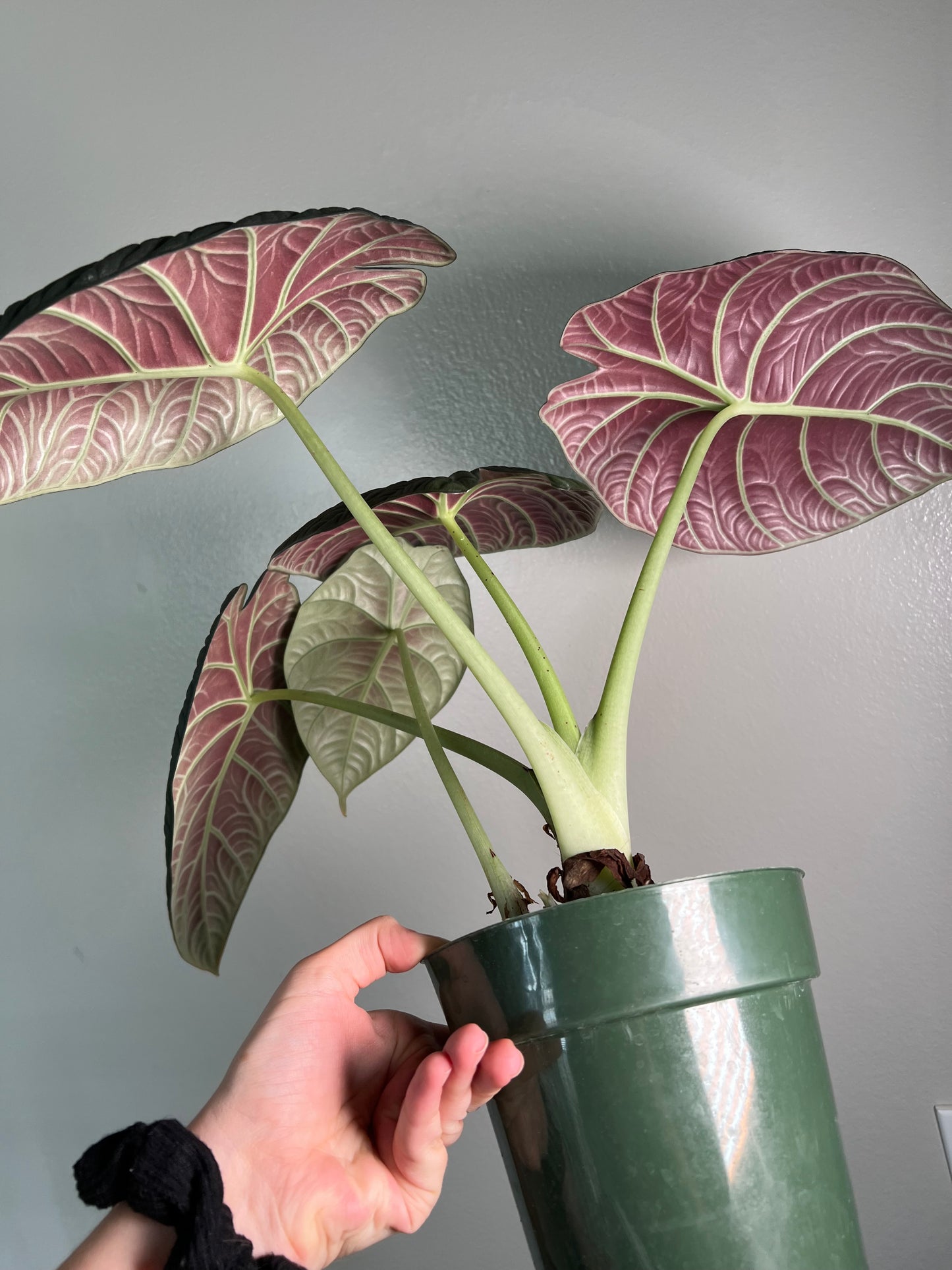 6” Alocasia Maharani