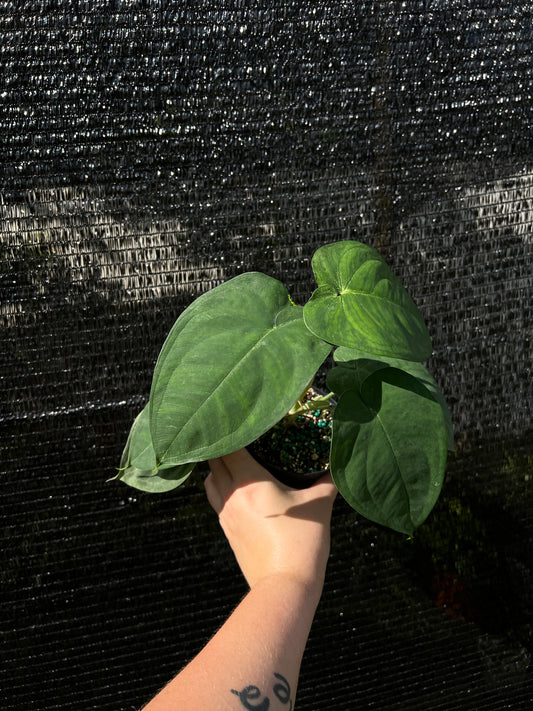 4” Syngonium Chiapense ‘Frosted Heart’