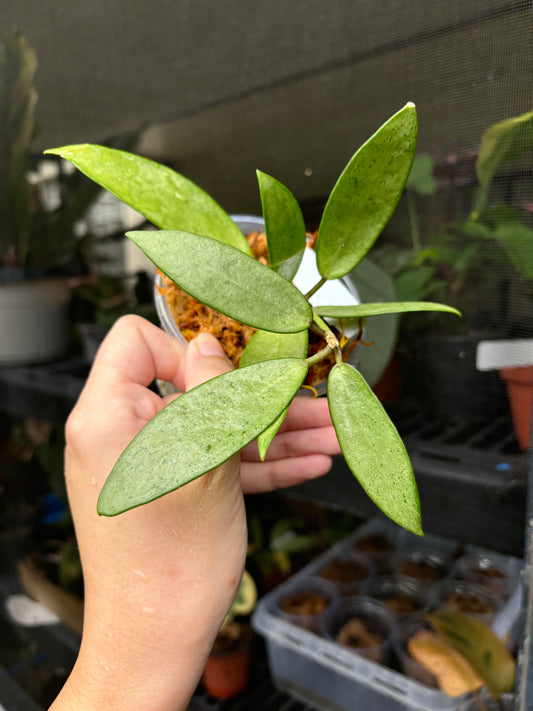 4” Hoya Silver Lady