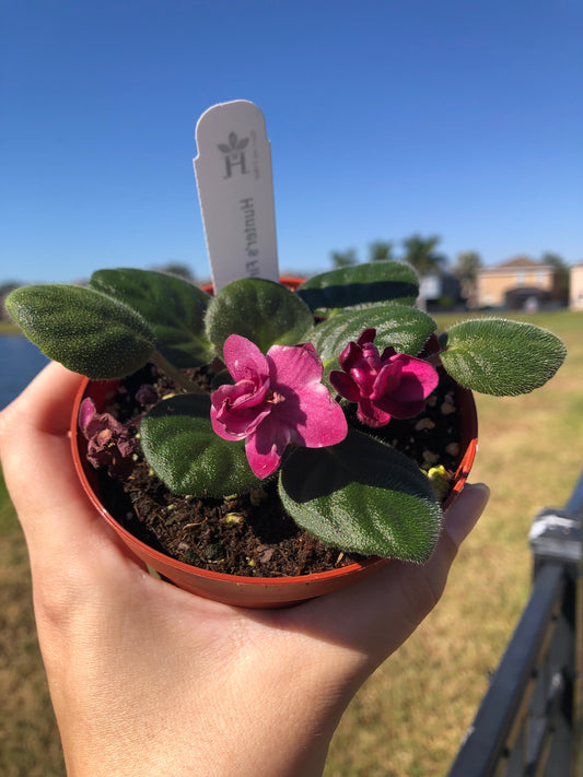 4” African Violet ‘Hunters Fire N Ice’