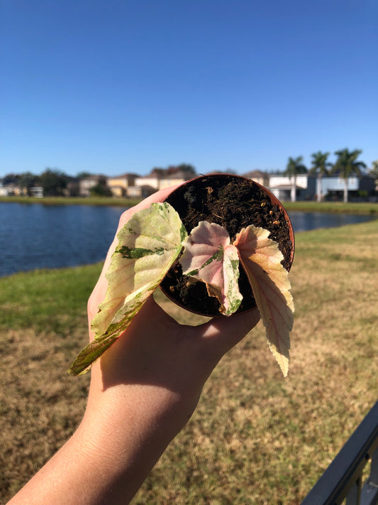 3” Begonia Ginny Galaxy