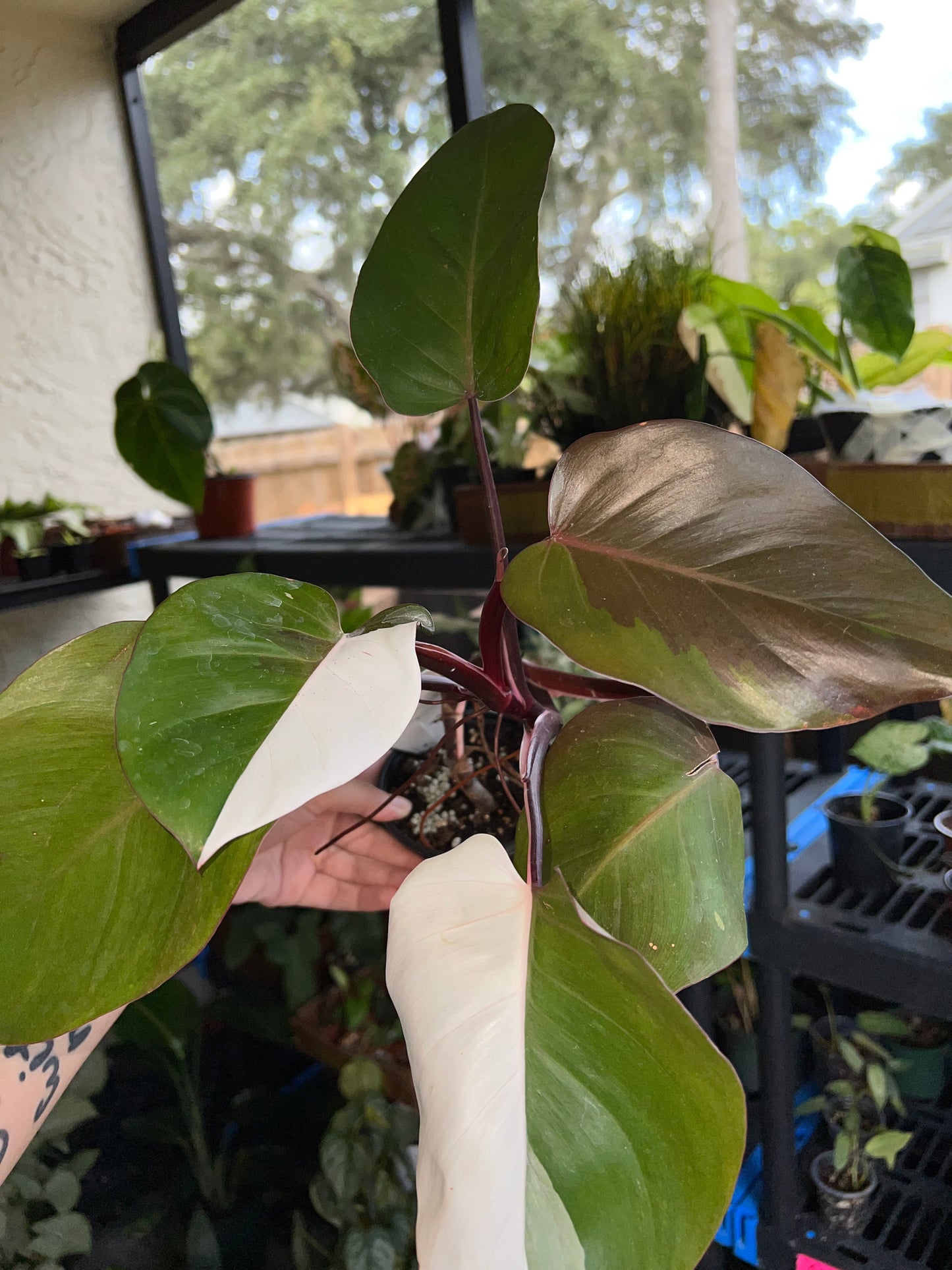 4” Philodendron Red Anderson