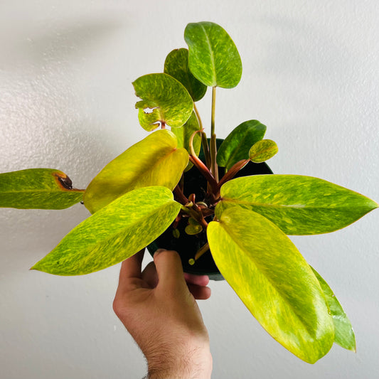 6” Philodendron Painted Lady